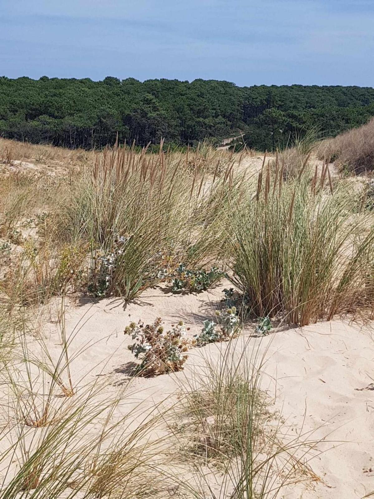 Le Mas Des Landes Vielle-Saint-Girons Luaran gambar