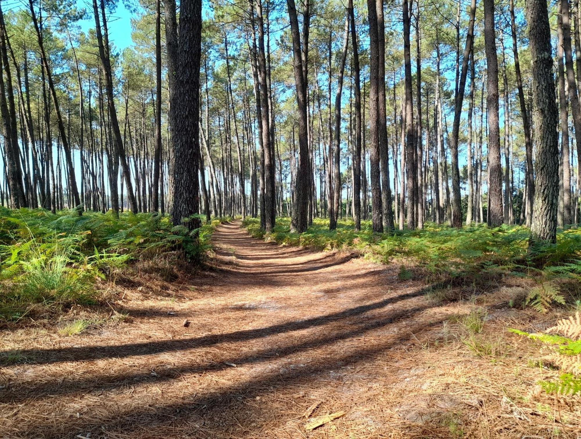 Le Mas Des Landes Vielle-Saint-Girons Luaran gambar